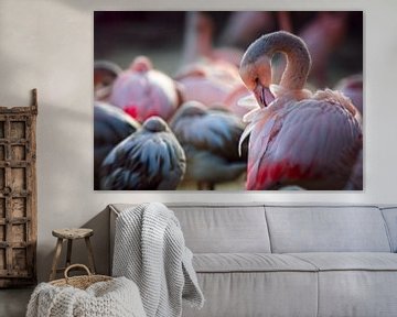 Flamingo van Rob Boon
