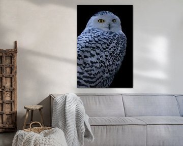 Snowy owl by Jack Van de Vin