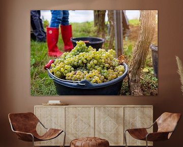 Handmatige oogst van Chardonnay druiven van Udo Herrmann