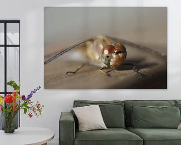 Smiling dragonfly by Colette Bos-Hoogeland