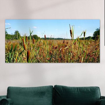 Marécage avec torches à Drenthe