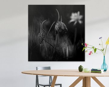 Kievitsbloemen in zwart wit van KCleBlanc Photography