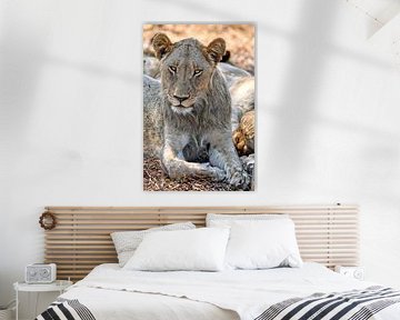 Löwe im Kruger Nationalpark Südafrika