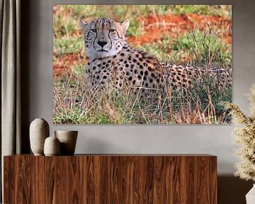 Jachtluipaard in Kruger Nationaal Park Zuid-Afrika