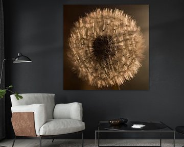 A square dandelion in warm brown tones by Marjolijn van den Berg