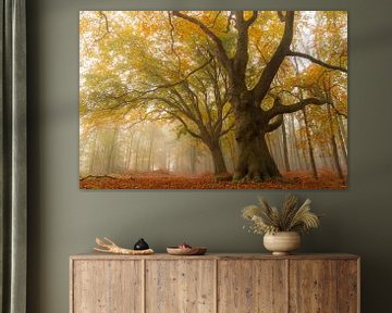 Beuk in herfst kleur met een beetje mist van Niels Hamelynck