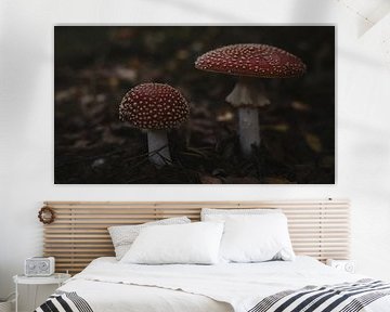 Paddenstoelen rood met witte stippen