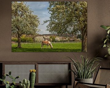 Limburgse hoogstamboomgaarden in bloei by John Kreukniet