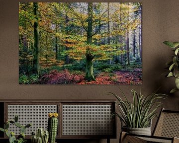 automne coloré dans la forêt sur eric van der eijk