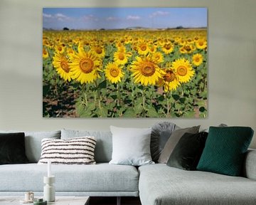 The Sunflowerfield by Cornelis (Cees) Cornelissen