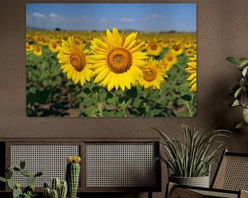 The Sunflower by Cornelis (Cees) Cornelissen