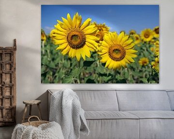 The Sunflowers by Cornelis (Cees) Cornelissen
