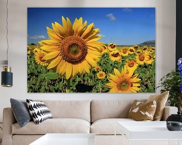 The Sunflowers van Cornelis (Cees) Cornelissen
