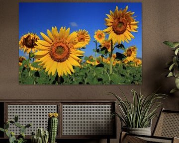 The Sunflowers by Cornelis (Cees) Cornelissen