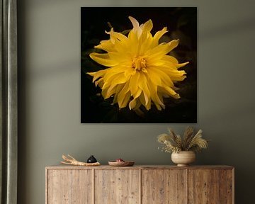 Dahlia jaune sur Saskia Schotanus