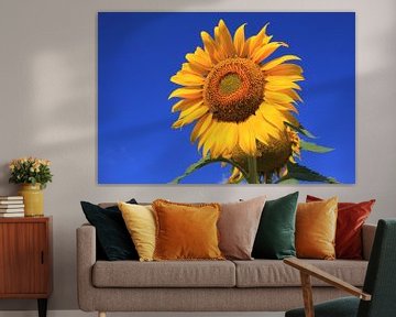 Die Sonnenblume von Cornelis (Cees) Cornelissen