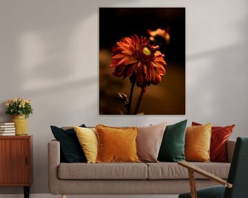 Dahlia orange/rouge sur Saskia Schotanus