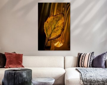 Yellow autumn leaf by Saskia Schotanus