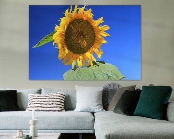 The Sunflower by Cornelis (Cees) Cornelissen