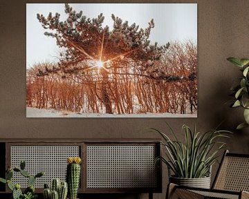 Pine tree with sunbeams in the dunes of Noordwijk by Yanuschka | Noordwijk Fine Art Fotografie