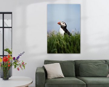 Puffin by Milou - Fotografie