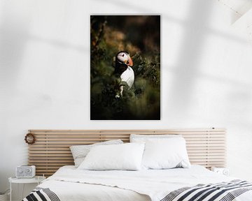 Papageientaucher auf Staffa von Milou - Fotografie