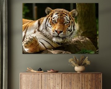 Tigre du Bengale couché sur Dennis Schaefer