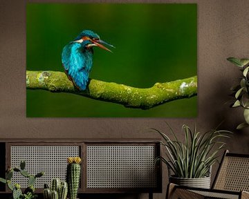 ijsvogel