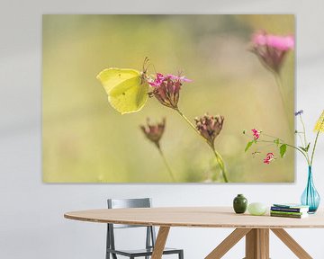 Schmetterling auf Blume von Ans Bastiaanssen