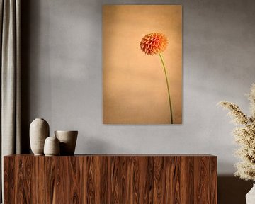 Standing strong / nature morte d'une fleur d'oranger sur Photography art by Sacha