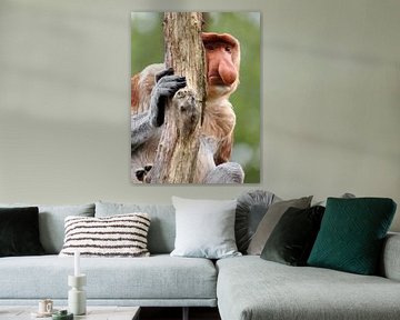 Portrait d'un nasique caché derrière un tronc d'arbre sur Edwin Butter
