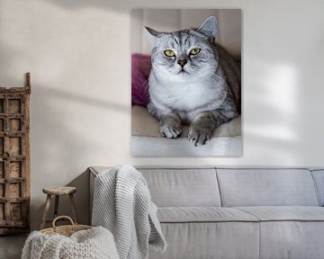 Kattenportret van Teresa Bauer