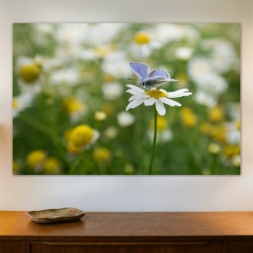 Icarus blue on daisy