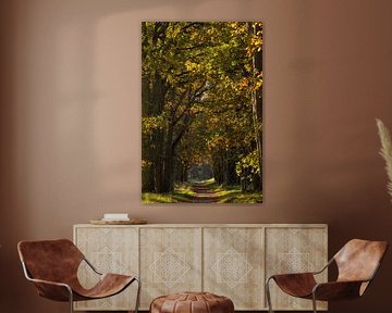 Forest path with Oak trees in autumn tones