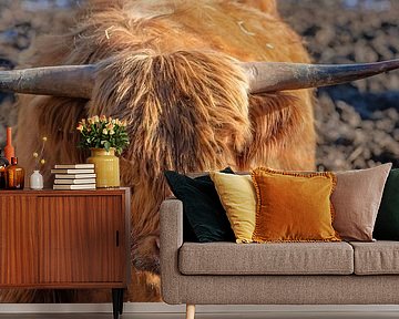 Schottisches Hochlandrind (Galloway)