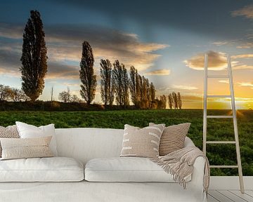 Spektakulärer Sonnenaufgang bei den toskanischen Pappeln in Eys in Südlimburg von Kim Willems
