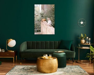 Poezen in de stad | Fes | Marokko | van Marika Huisman⎪reis- en natuurfotograaf