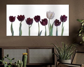 Wit en zwarte tulpen panorama van Anjo Kan
