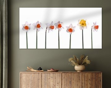Daffodils panorama by Anjo Kan