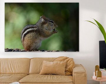 A squirrel at the garden feeder by Claude Laprise