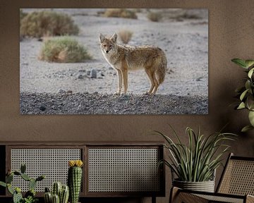 Oog in oog met een Coyote van LUC THIJS PHOTOGRAPHY