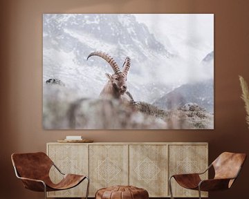 Apine Ibex in the mountains | Landscape photography Chamonix by Merlijn Arina Photography