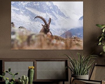 Steenbok in de bergen | Landschapsfotografie - Chamonix, Frankrijk van Merlijn Arina Photography