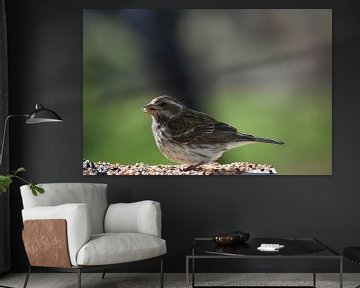 A bird sparring at the garden feeder by Claude Laprise