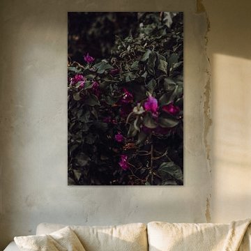 Fleurs roses | Photographie de nature sombre