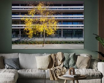 Boom in herfstkleur voor flatgebouw