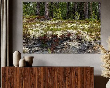 Felsenblumen und Moose in Norwegen von Adelheid Smitt