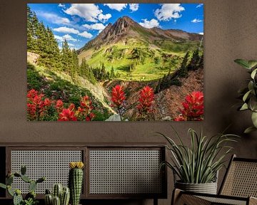 Colorado Rocky Mountains Foto - Wildblumen Fotografie Druck von Daniel Forster