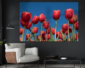 Red tulips on a blue sky by Maurice de vries