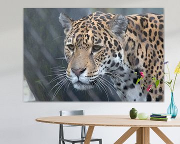 Portrait d'un prédateur Jaguar sur Maurice de vries